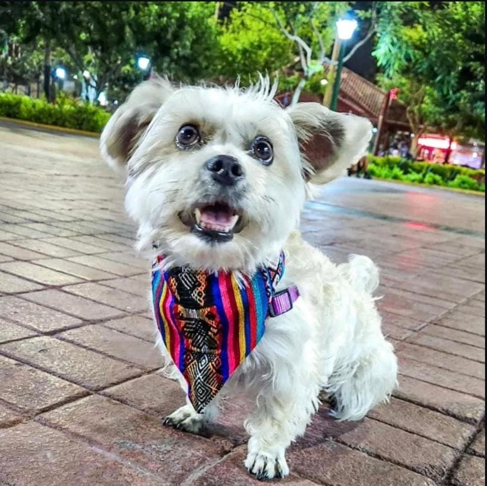 Lomito feliz paseando de noche con su bandana de telas andinas