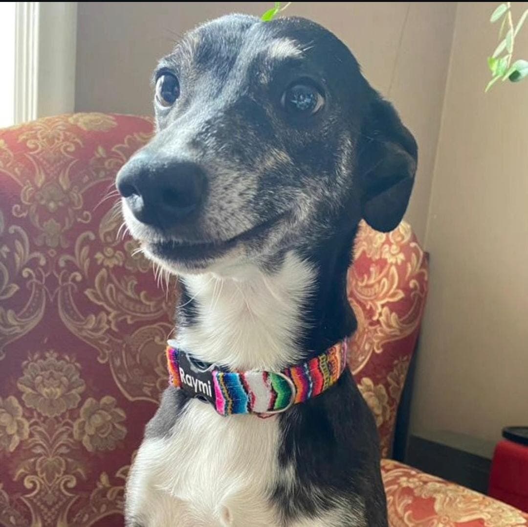 Raymi con su collar personalizado de telas andinas