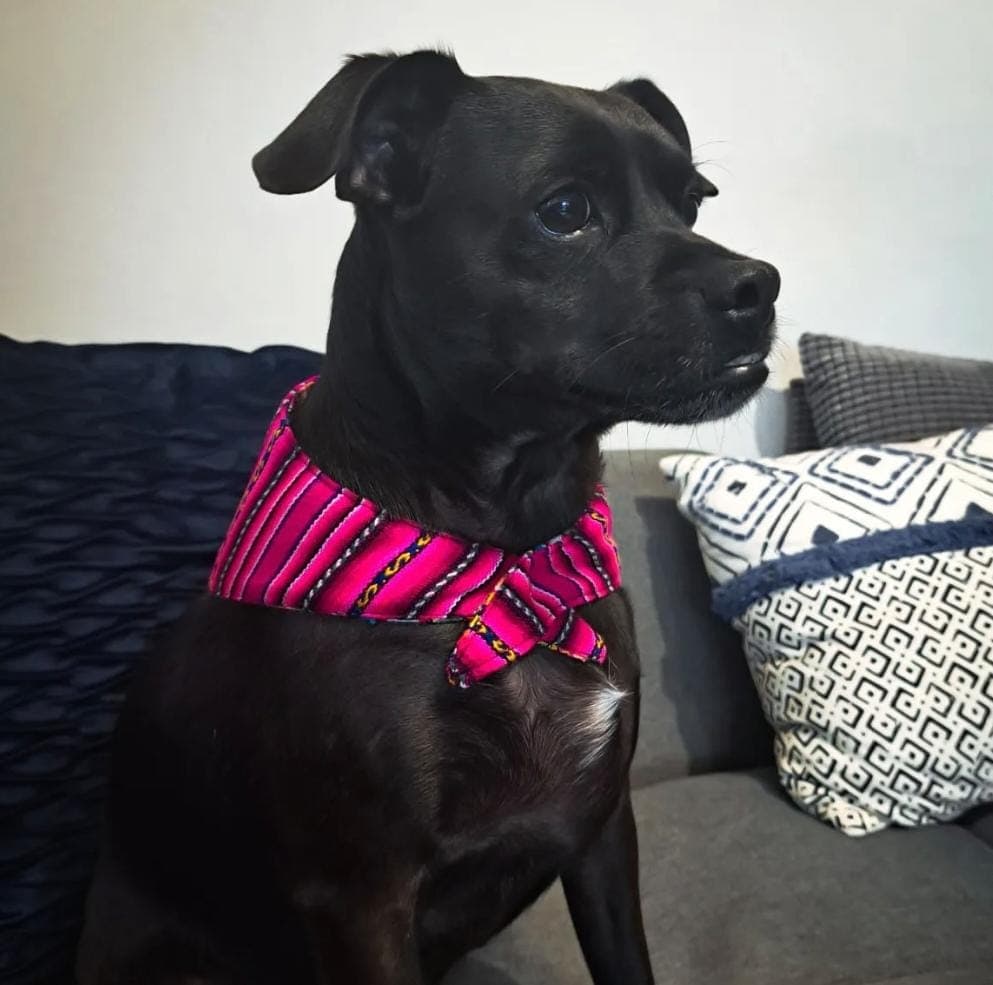 Lomito feliz en el sofá con su bandana rosada de telas andinas