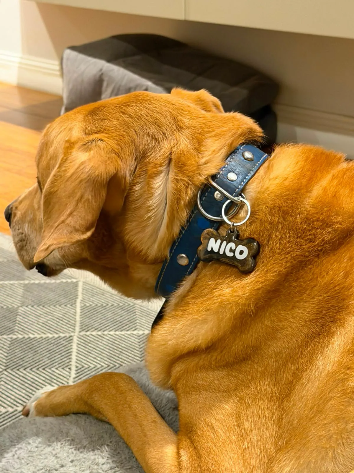 Nico descansando en casa con su placa de resina personalizada con su nombre